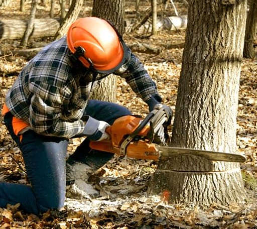 Tree Removal in Prescott, KS